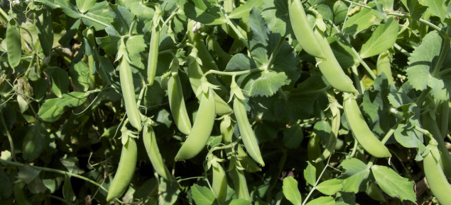 Growing Snow Peas And Sugar Snaps In Western Australia Agriculture And Food 2917